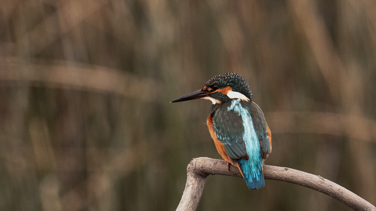 Common Kingfisher